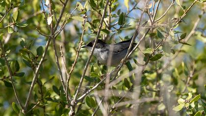 Sardinian Warbler