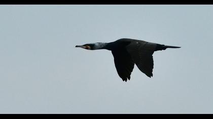 Great Cormorant