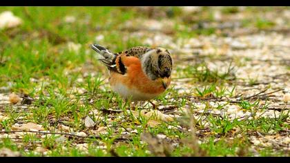 Brambling