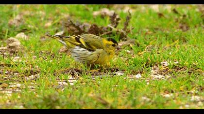 Eurasian Siskin