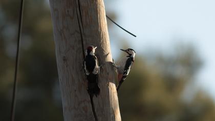 Syrian Woodpecker