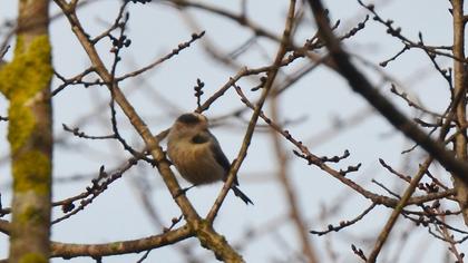 Long-tailed Tit