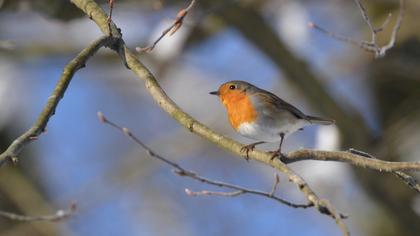 European Robin
