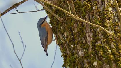 Eurasian Nuthatch