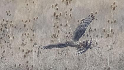 Hen Harrier