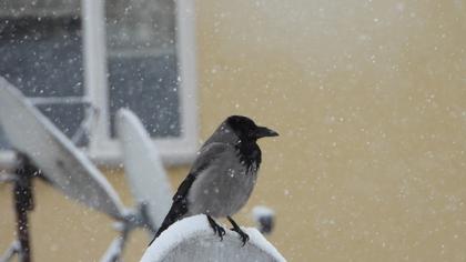Hooded Crow
