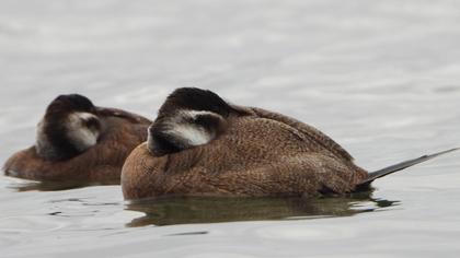 White-headed Duck