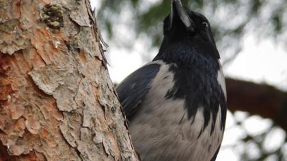 Hooded Crow
