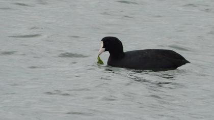 Eurasian Coot