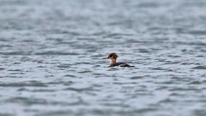 Red-breasted Merganser