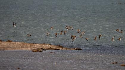 Karakarınlı kumkuşu