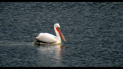 Dalmatian Pelican