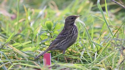 Meadow Pipit