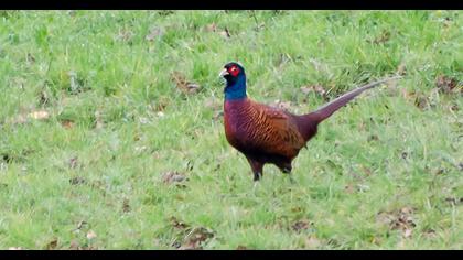 Common Pheasant
