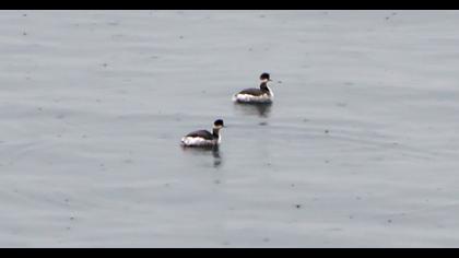 Black-necked Grebe