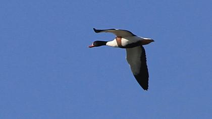 Common Shelduck