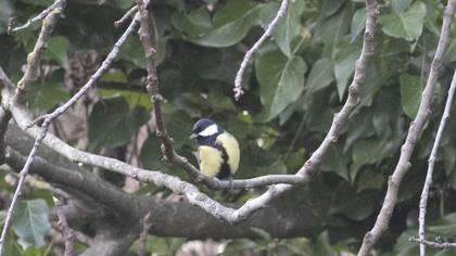 Great Tit