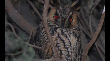 Kulaklı orman baykuşu