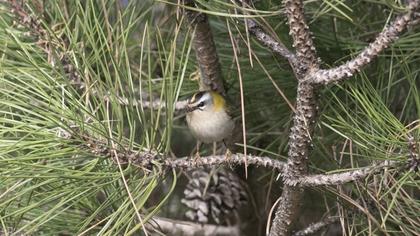 Common Firecrest