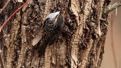 Short-toed Treecreeper