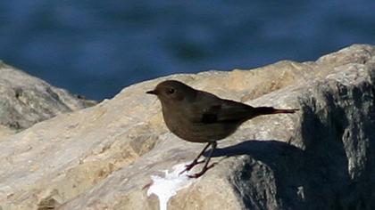 Black Redstart