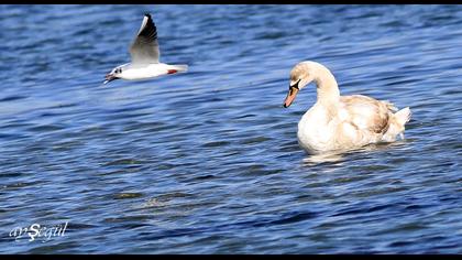 Mute Swan