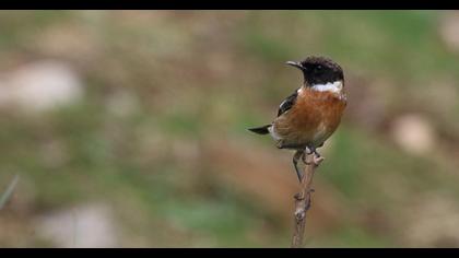 European Stonechat