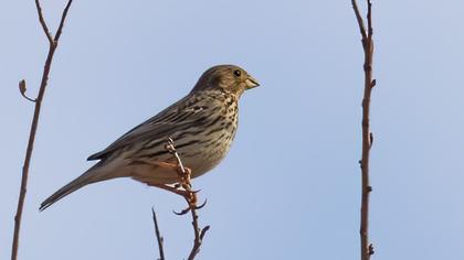 Corn Bunting