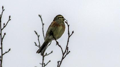Cirl Bunting