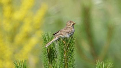Corn Bunting