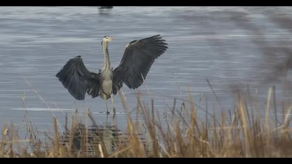 Grey Heron