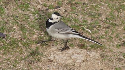 White Wagtail