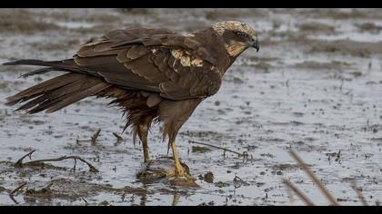 Western Marsh Harrier