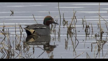 Eurasian Teal