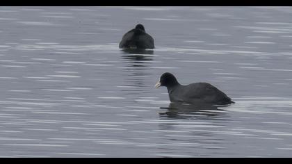 Eurasian Coot
