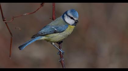 Eurasian Blue Tit