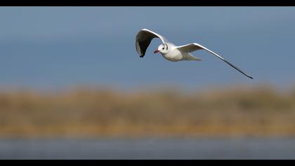 Black-headed Gull