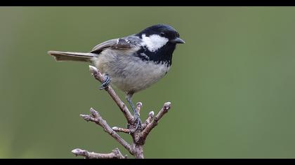 Coal Tit