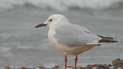 Slender-billed Gull