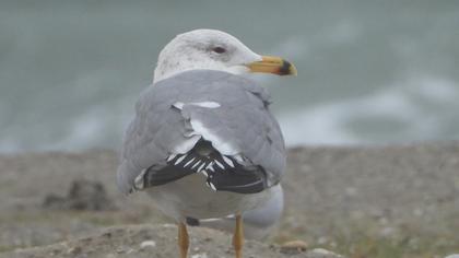 Armenian Gull