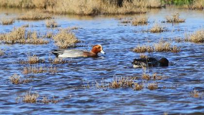 Eurasian Wigeon