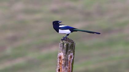 Eurasian Magpie