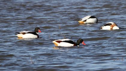 Common Shelduck