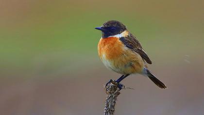 European Stonechat
