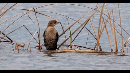 Pygmy Cormorant