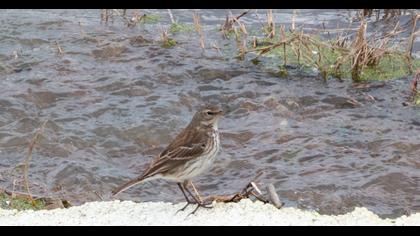 Water Pipit