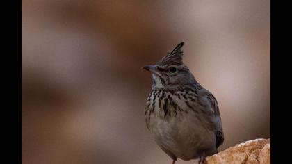 Crested Lark