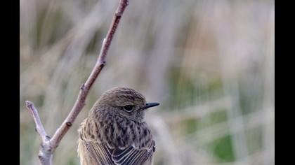 European Stonechat