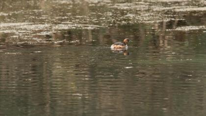 Little Grebe