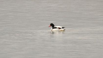 Common Shelduck
